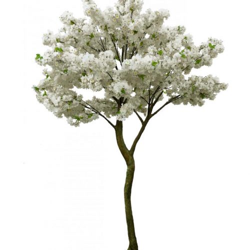 Bloosom Tree